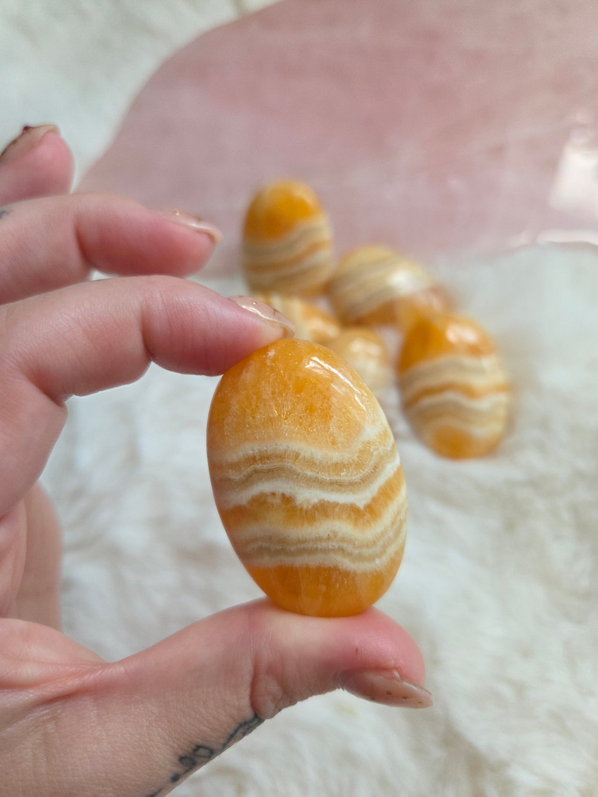 Orange Creamsicle Palm