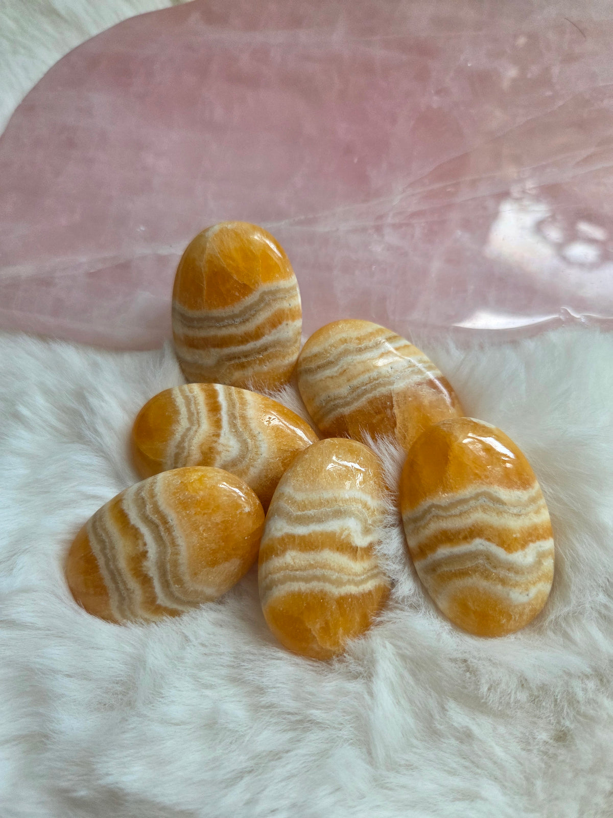 Orange Creamsicle Palm